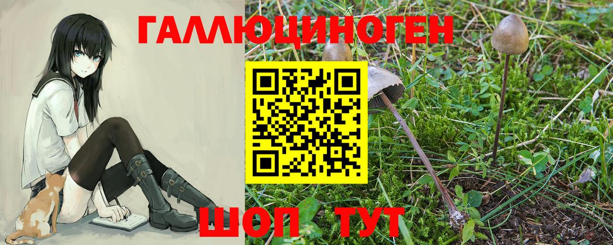 Галлюциногенные грибы Cubensis Лабинск